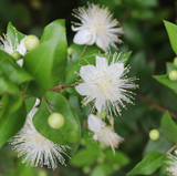 Alambika 野生有機香桃木花水(純露) Myrtle Wild Organic Floral Water