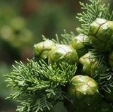 Alambika 野生有機絲柏花水 (純露) Cypress Wild Organic Floral Water