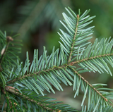 Alambika 野生有機銀冷杉精油 Fir (Silver Fir) Wild Essential Oil