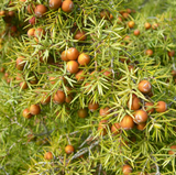 Alambika 有機剌檜木精油 Cade Wood Organic Essential Oil