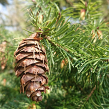 Alambika 野生有機杜格拉斯冷杉精油 Fir (Douglas Fir) Wild Essential Oil