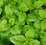 Alambika 有機香蜂草精油 Melissa(Lemon Balm) Organic Essential Oil