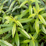 Alambika 有機馬鞭草(檸檬馬鞭草)精油 Verbena (Lemon Verbena) Essential Oil