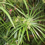 Alambika 莎草精油 Cypriol (Nagarmotha) Essential Oil