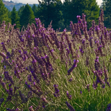 Alambika 有機穗花薰衣草精油 Lavender Spike Organic Essential Oil