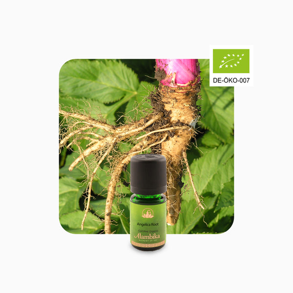Alambika 有機歐白芷精油 Angelica Root Organic Essential Oil 3ml