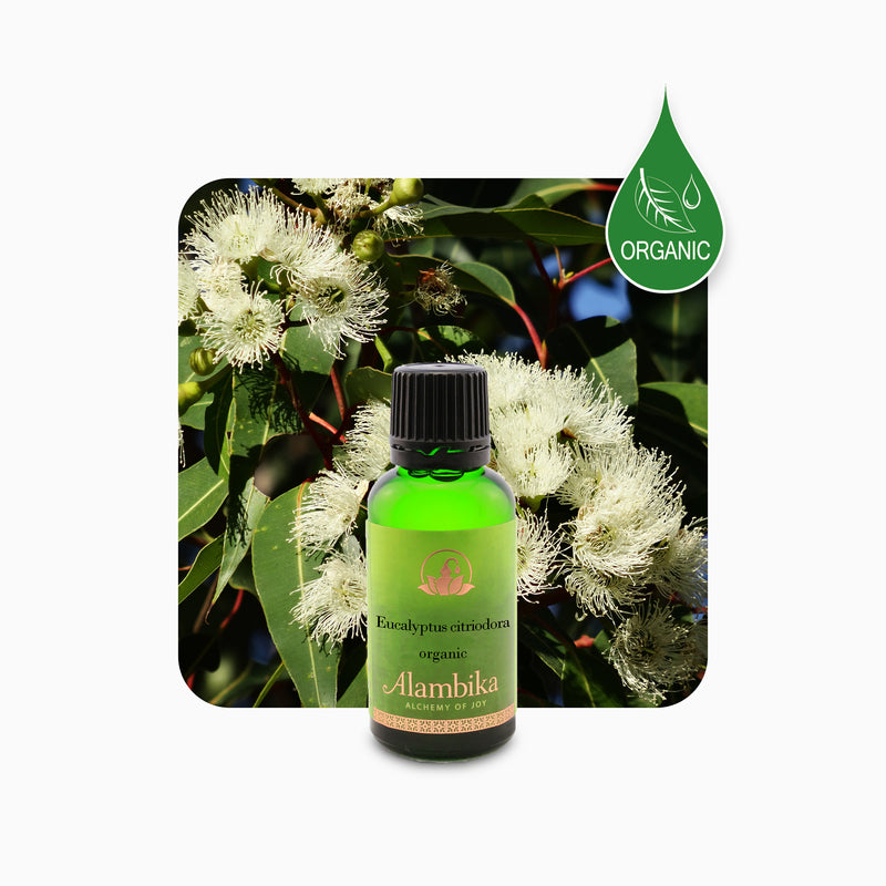 Alambika 有機檸檬尤加利精油 Eucalyptus Lemon Organic Essential Oil