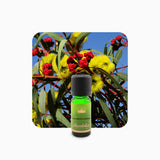 Alambika Eucalyptus Radiata wild organic Essential Oil(Ori.:Australia)