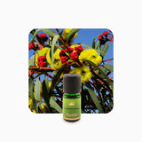 Alambika Eucalyptus Radiata wild organic Essential Oil(Ori.:Australia)