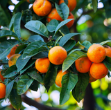 Alambika Tangerine Essential Oil