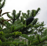 Alambika Siberian Fir Wild Essential Oil