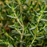 Alambika 野生有機沉香醇百里香精油 Thyme Mild (Linalool) Wild Organic Essential Oil