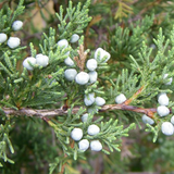 Alambika Cedar (Himalayan cedar) Wild Essential Oil
