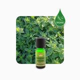 Alambika 有機甜馬鬱蘭精油 Marjoram Sweet Organic Essential Oil