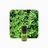 Alambika Nana Mint Essential Oil