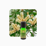 Alambika Niaouli Linalol Wild Essential Oil