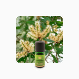 Alambika Niaouli Linalol Wild Essential Oil
