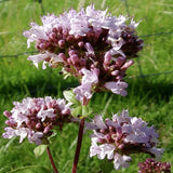 Alambika Tea Tree Organic Essential Oil
