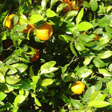Alambika Petitgrain Bigarade Organic Essential Oil
