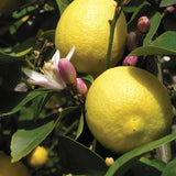Alambika Petitgrain Lemon Essential Oil