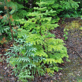 Alambika 有機香膠冷杉精油 Fir Balsam Bark Organic Essential Oil