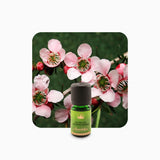 Alambika 野生沼澤茶樹精油 Tea tree (Rosalina, Linalool) Wild Essential Oil