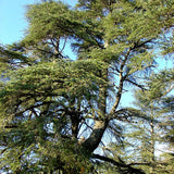 Alambika 野生有機大西洋雪松精油 Cedarwood Atlas Wild Organic Essential Oil