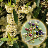 Alambika May Chang Wild Organic Essential Oil