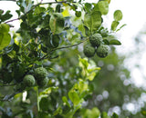 Alambika 野生泰國青檸精油 Wild Combava (Kaffir Lime) Essential Oil