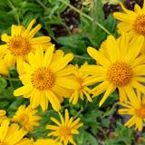 Alambika Arnica Infused Oil Organic