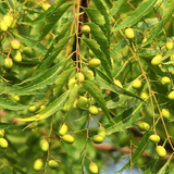 Alambika 有機苦楝油 Neem Oil Organic