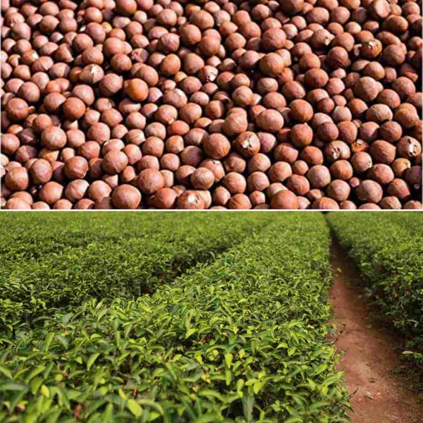 Alambika Tea Seed (Camellia) Oil Organic 有機山茶花油