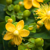 Alambika 20% 有機聖約翰草浸泡油 St John Wort Infused Olive