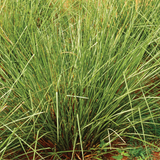 Alambika 有機波旁岩蘭草精油 Vetiver Bourbon Organic Essential Oil