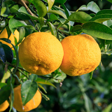 Alambika Yuzu (Japan) Wild-Grown Essential Oil