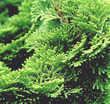 Alambika Scot Pine Wild Organic Essential Oil