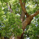 Alambika Scot Pine Wild Organic Essential Oil