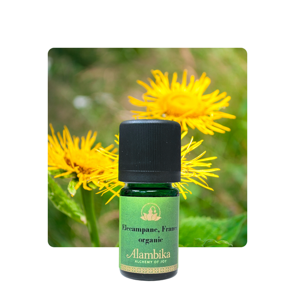 Alambika 有機野生土木香精油 Inula (Elecampane), France Organic wild Essential Oil