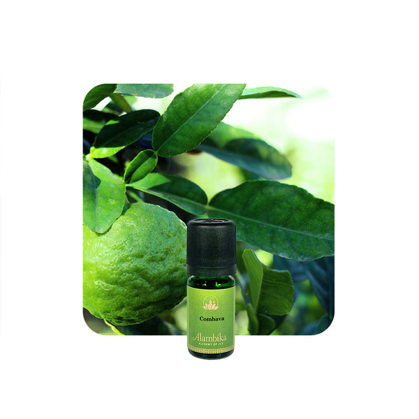 Alambika 野生泰國青檸精油 Wild Combava (Kaffir Lime) Essential Oil