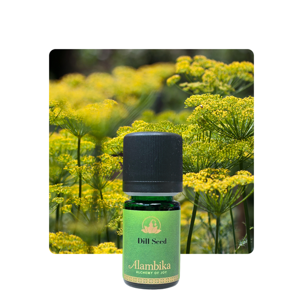 Alambika 蒔蘿精油 Dill Seed Essential Oil