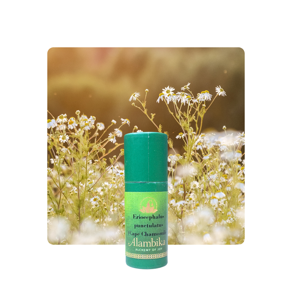 Alambika 野生南非岬角甘菊精油 Eriocephalus punctulatus (cape chamomile) Essential Oil