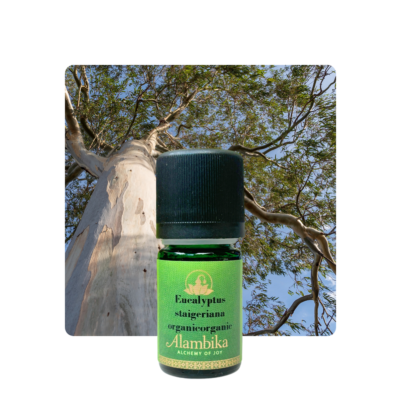 Alambika 有機史泰格尤加利精油 Eucalyptus Staigeriana Organic Essential Oil