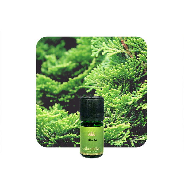 Alambika Scot Pine Wild Organic Essential Oil
