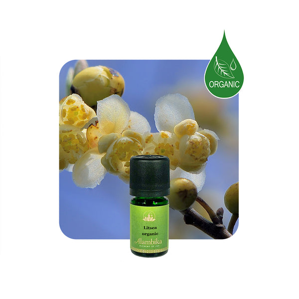 Alambika May Chang Wild Organic Essential Oil