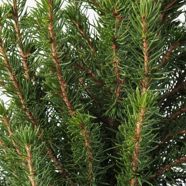 Alambika 野生有機白雲杉精油 Spruce (White Spruce) Wild Organic Essential Oil