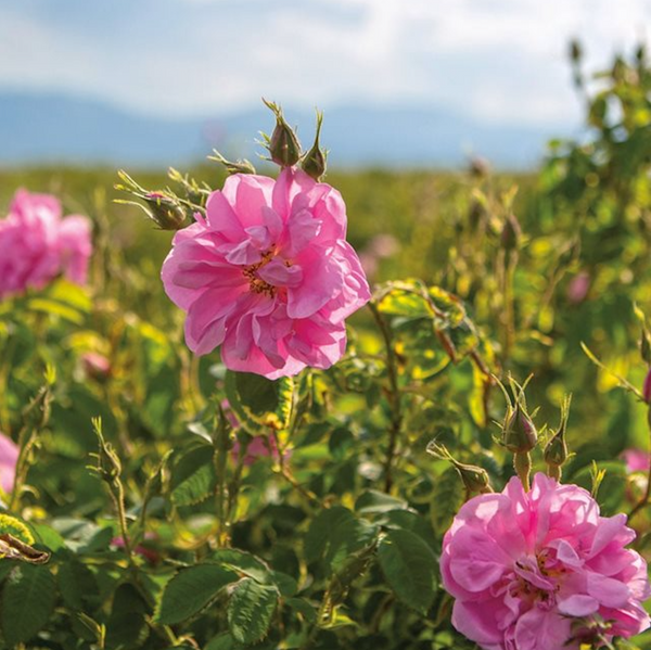 Alambika 大馬士革玫瑰（土耳其）原精 Rose Blossoms Abs. (Turkey)