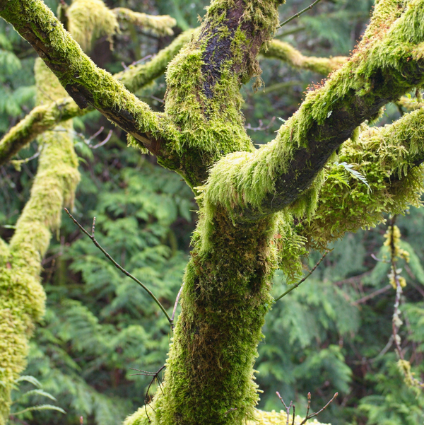 Alambika 雪松苔80%原精 Cedarmoss (Tree moss) 80% abs.