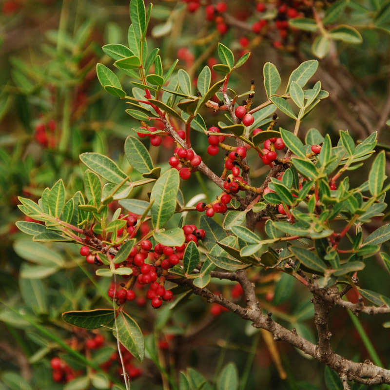 Alambika 野生熏陸香油 Pistache (Mastic) oil