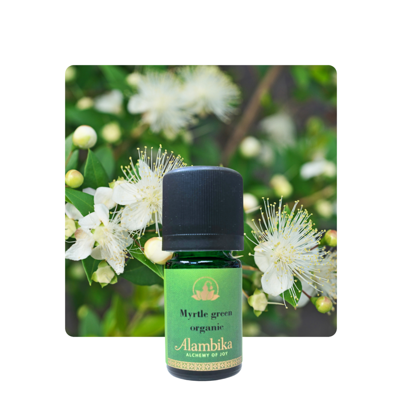 Alambika 野生有機綠香桃木精油 Myrtle Green Wild Organic Essential Oil