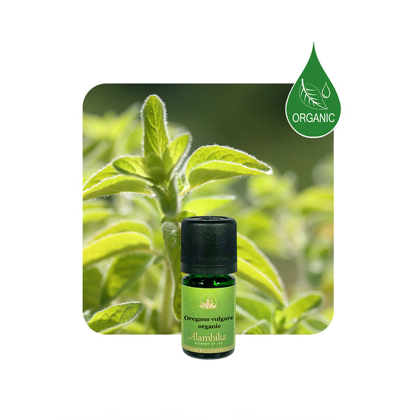 Alambika Tea Tree Organic Essential Oil